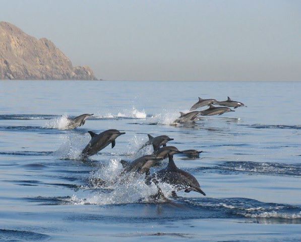 Dolphin Watching & Snorkeling